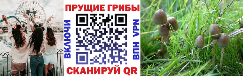 Галлюциногенные грибы мицелий  Свирск 